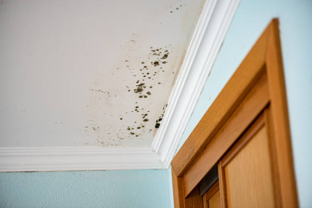 Trusted Denver, PA Mold Remediation Experts