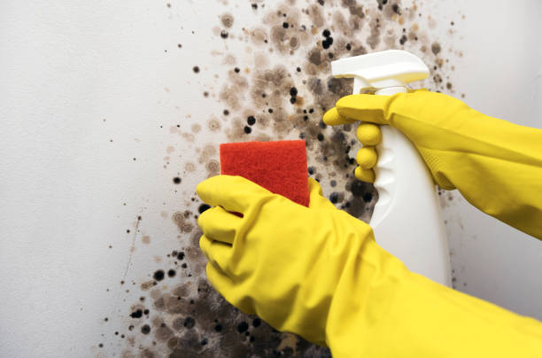Best DIY Mold Remediation Support Services in Denver, PA